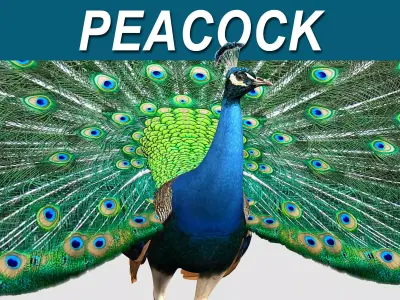 Peacock 3D model 5
