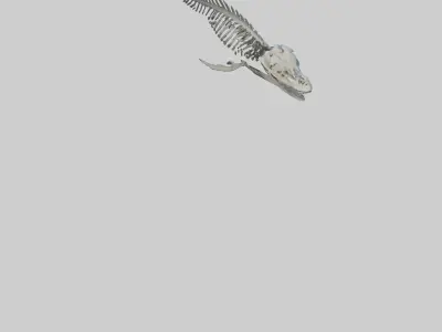 Dunkleosteus Skeleton model Low-poly 3D model