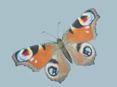 Peacock Butterfly 3D model
