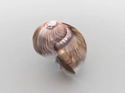Sea snail Low-poly 3D model