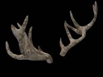 antlers horns 02 3D model