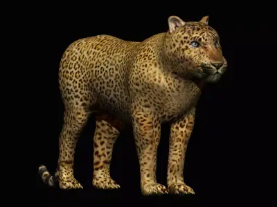 Leopard 3D model purchase