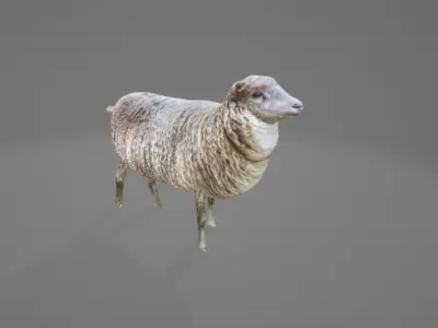 Animated Sheep 3D model