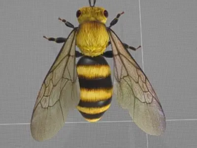 Bee Animation 3D model
