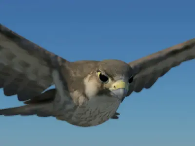 Animated Birds Low-poly 3D model