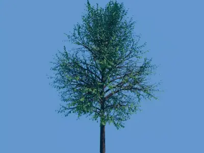 Trees Pack Pine Bush 3D model