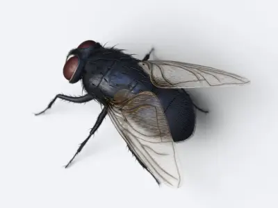 HouseFly fly 3D model