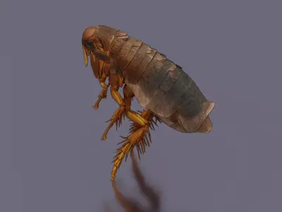 Home Flea 3D model