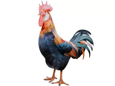 Rooster 3D model get