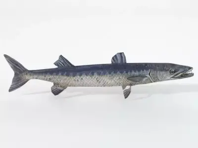 Barracudas fish Low-poly 3D model