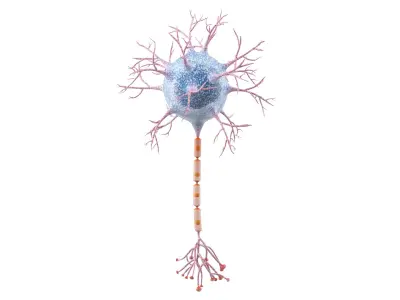  Neuron 