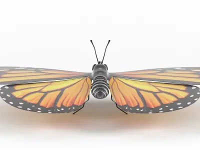 Butterfly 3D model 8