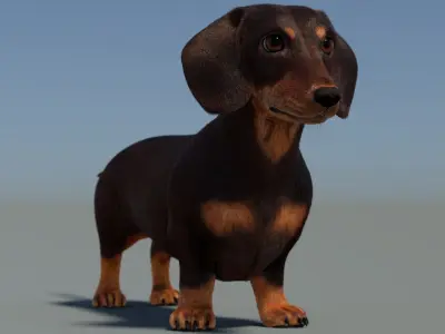 Dachshund 3D Model Fur 3D model