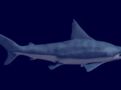 Hammerhead Shark 3D model get