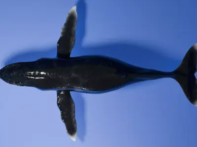 Humpback Whale 3D model purchase
