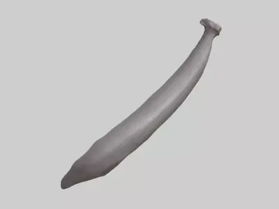 Hippopotamus Tail Low-poly 3D model