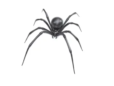 Black Widow Spider Low-poly 3D model purchase