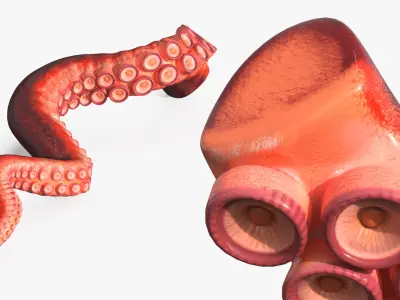  Octopus Arm Marine Animal Orange 