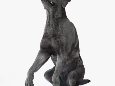 Black Begging Labrador Dog Fur Animated Rigged for Cinema 4D 3D model purchase