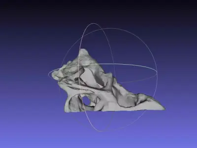 Psittacosaurus Skull Left Half Free 3D print model