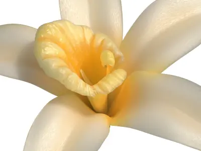  Vanilla Flower 