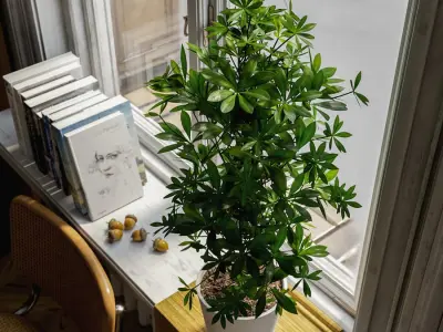  Nora Dwarf Umbrella Tree Potted Plant Model 