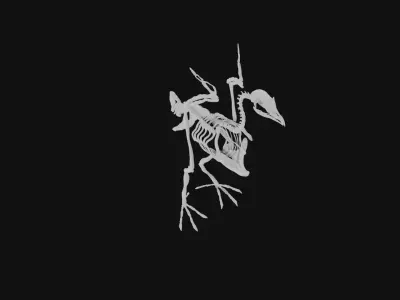 Turkey skeleton 3D model