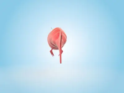 Shrimp cartoon 3D model