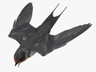 Hirundo Rustica 'Barn Swallow' 3D model