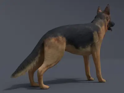 German Shepherd Low-poly 3D model purchase
