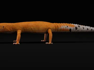  4K Leopard Gecko Orange 