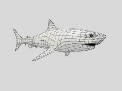 Great White Shark 3D model 8