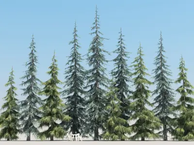  10 Atlas Cedar Trees with snow 