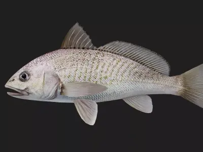 Bass fish Low-poly 3D model 5