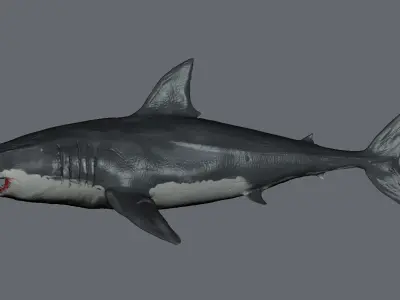 Realistic Great White Shark 3D Model in OBJ and STL 3D print model