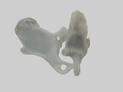 Seal Pelvis 3D model