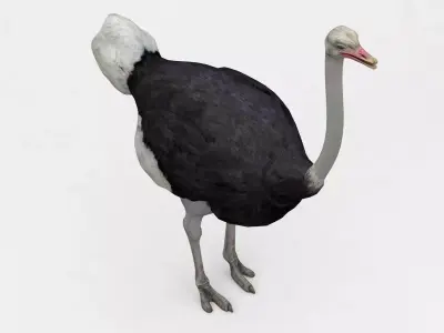 Ostrich 3D model