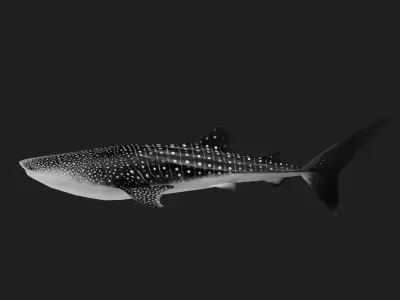 Shark Low-poly 3D model 12