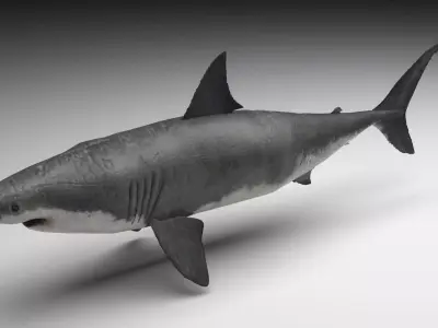Great White Shark 3D model buy