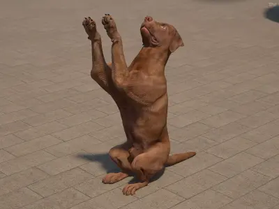 Brown Labrador Dog Begging Pose Animated Rigged for Cinema 4D 3D model