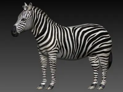 Zebra Low-poly 3D model