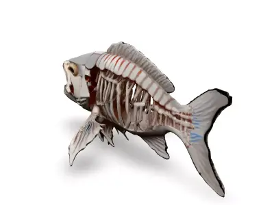 Realistic Fish Skeleton 3D Model Low-poly 3D model