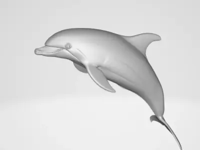 Dolphin 3D model purchase