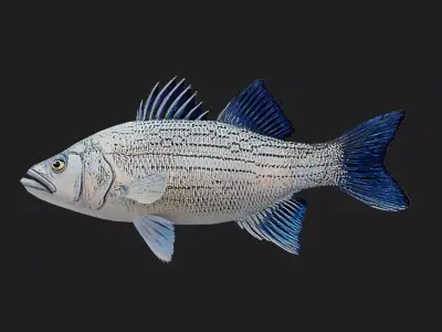 Whitebass Low-poly 3D model purchase