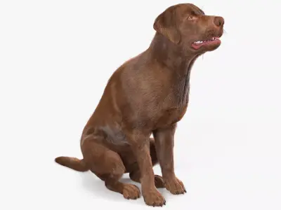 Brown Labrador Dog Begging Pose Fur Animated Rigged for Cinem... 3D model