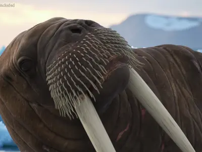  Lying Old Walrus 