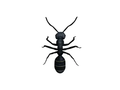 Bullet black Ant Low-poly 3D model