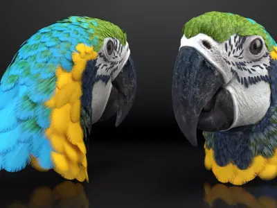Blue and Yellow Macaw Head 3D model