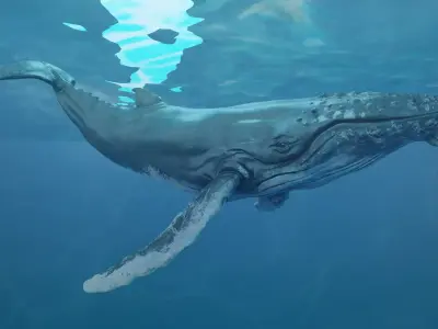 Humbpack Whale Animated Low-poly 3D model