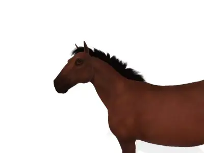 horse 3D model 3
